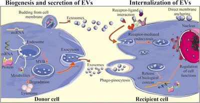 Stem cell- derived extracellular vesicles as new tools in regenerative medicine - Immunomodulatory role and future perspectives